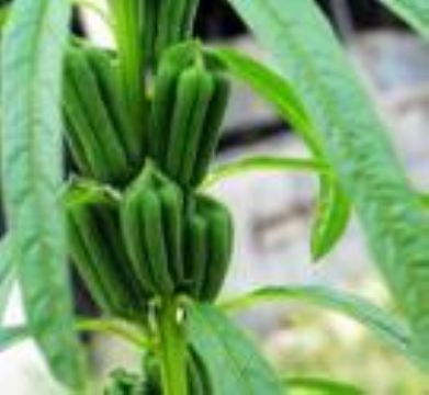 番茄紅素價(jià)格_番茄紅素_陜西西安市番茄紅素生產(chǎn)供應(yīng)商_植物提取物盡在搜了網(wǎng)