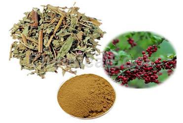 毛冬青提取物的應(yīng)用