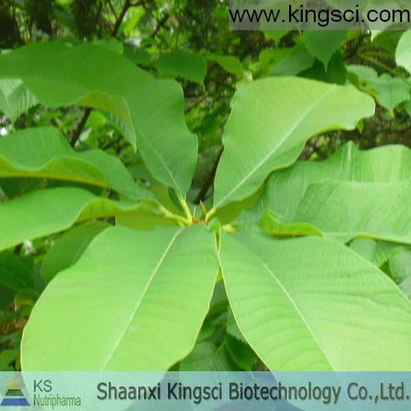 廠家現(xiàn)貨供應(yīng)優(yōu)質(zhì)純天然厚樸提取物 厚樸總酚30%