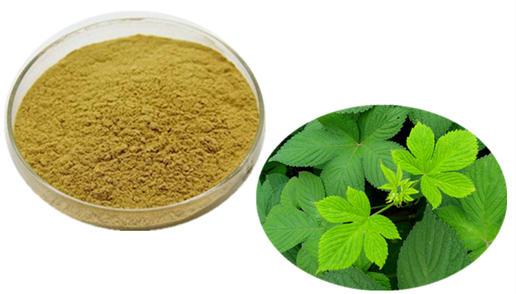 絞股藍提取物 六盤韻 食品級原料品牌:六盤韻寶雞六盤韻生物科技有限