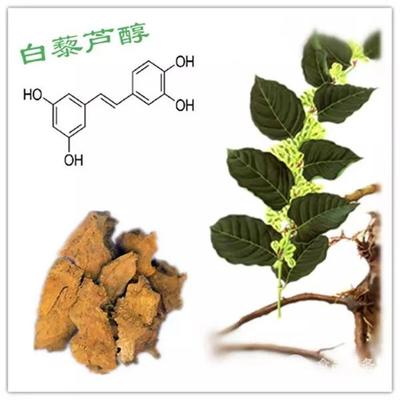 蔥須——植物提取物中的“救命奇效”與實用價值